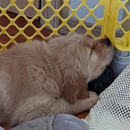Golden Retriever Puppies from Sola Mae's Goldens