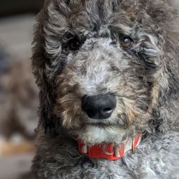 Green boy - Merle Goldendoodle puppy in Olympia, Washington from Sinclairdoodles