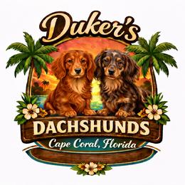 Dachshund Puppies from Duker’s Dachshunds