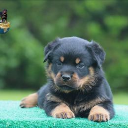 Valko - Black and mahogany male Rottweiler puppy in Uniontown, Alabama from CedarBluff Rottweilers