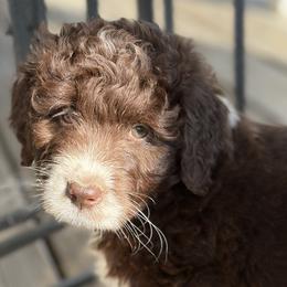 Fin - Red male Aussiedoodle puppy in Rochester, Massachusetts from Harmony Hill Doodles