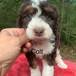 Colt - Tri-color male Bernedoodle puppy in New Ringgold, Pennsylvania from Hawk Mountain Doodles