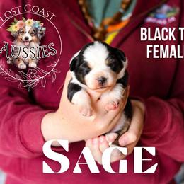 Sage - Black tri female Miniature American Shepherd puppy in Ferndale, California from Lost Coast Aussies