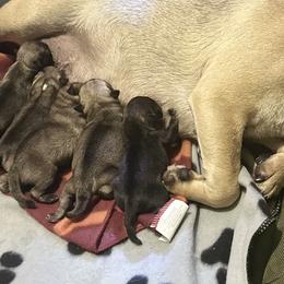 Pugs from Willian Capeless