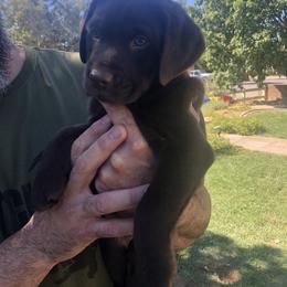 Golden Retriever and Labrador Retriever Puppies from All Around Retrievers