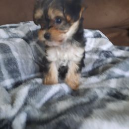 Morkie Puppies from The Morkie Mafia