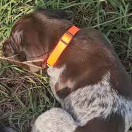 Boy 3 - Liver roan German Shorthaired Pointer puppy in Henderson, Texas from C4 Gun Dogs
