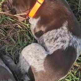 Boy 3 - Liver roan German Shorthaired Pointer puppy in Henderson, Texas from C4 Gun Dogs
