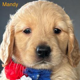 Mandy - Golden female Golden Retriever puppy in Vail, Arizona from Retrievers Gold AZ