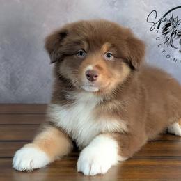 Bruno - Red tri-color male Australian Shepherd puppy in Fultonville, New York from Sandy Aussies, Mini Dachshunds & Pomeranians