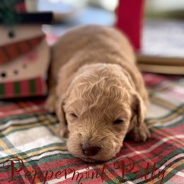 Peppermint Patty - Apricot female Goldendoodle puppy in Greenville, North Carolina from ENC Goldendoodles