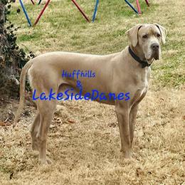 Cash - Great Dane