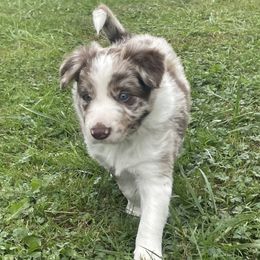 Alec - White and red merle male Border Collie puppy in Camano Island, Washington from Midnight Border Collies
