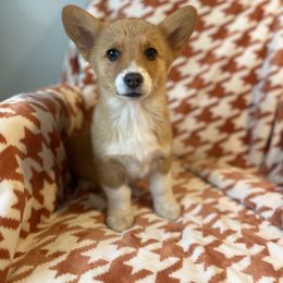 Luna - Red Pembroke Welsh Corgi puppy in Chubbuck, Idaho from Sunny J Corgis and Mini Americans