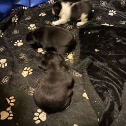 French Bulldog Puppies from Flathead’s Fabulous Frenchies