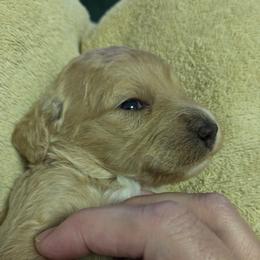 Rowan - Apricot female Goldendoodle puppy in Vinton, Iowa from Doodles to Love