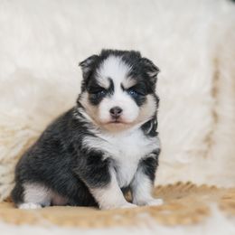 Pomsky Puppies from Hill Tribe Pomskies