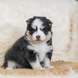 Pomsky Puppies from Hill Tribe Pomskies