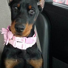 Doberman Pinschers from Ozark Mountain Royal Doberman