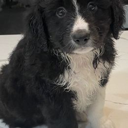 Miniature Australian Shepherds from Kj’s Mini Aussies
