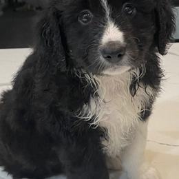 Miniature Australian Shepherds from Kj’s Mini Aussies