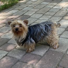 Dolly - Yorkshire Terrier
