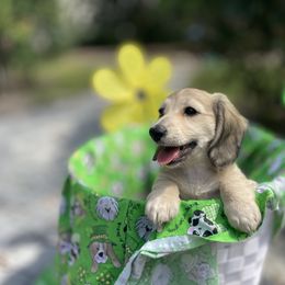 Dachshund All Grown Up from Habl's VERO BEACH Dachshunds