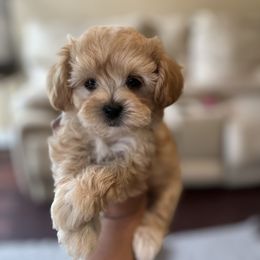 Maltese, Maltipoo, and Poodle Puppies from Healing Pawz LLC