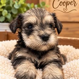 Cooper - Salt and pepper male Miniature Schnauzer puppy in Hull, Georgia from Ardent Miniature Schnauzers of Athens