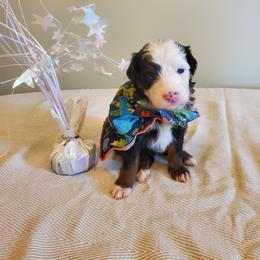 Pomeranian and Sheepadoodle Puppies from Fluffy Wonders Poms and Doodles