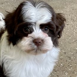 Bichon Frises and Havanese from Cambeas Puppies
