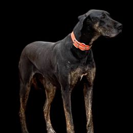 Kirrah - Black female Great Dane puppy in Greenville, South Carolina from Allen’s Ridge Ranch