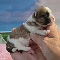 Betty - Brindle and white female Shih Tzu puppy in Aurora, Missouri from KnJ Precious Paws LLC