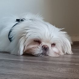 Shih Tzus from Peach Shih Tzu With Love