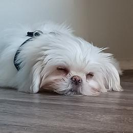 Shih Tzus from Peach Shih Tzu With Love