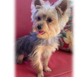 Maltipoos and Yorkshire Terriers from Puppy Love Palace at HB Farm