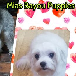 Maltese, Maltipoos, and Poodles from Mias Bayou Puppies, LLC