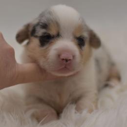 Magneto - Blue merle and white male American Corgi puppy in Lithia, Florida from Diamondcrest Inc