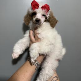 Pudding - Parti female Poodle puppy in Greeneville, Tennessee from Smokey Mountain Sheepadoodles