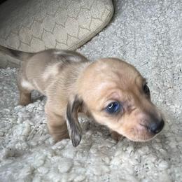 Gucci - Dapple male Dachshund puppy in Tulare, California from Dreamy Creamies