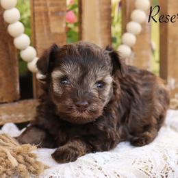 Miniature Schnauzer and Poodle Puppies from Crystal Rose Canines