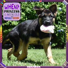 WHEN - Black and tan female German Shepherd puppy in Murrieta, California from Diamond Oaks German Shepherds