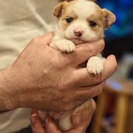 Squeaky - Cream and white Chihuahua puppy in Gray, Louisiana from Chi Chi's Place