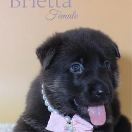 Brietta - Black and cream female German Shepherd puppy in De Land, Florida from 3B’s Animal Artistry