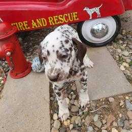 Dalmatian Puppies from Hot Diggety Dogs LLC