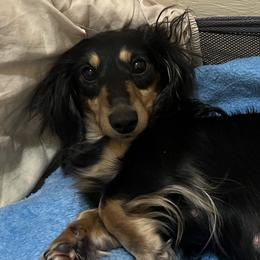 Selena - Dachshund
