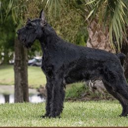 Kasey - Giant Schnauzer