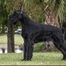 Kasey - Giant Schnauzer