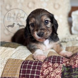 Boy 1 - Cream male Dachshund puppy in Town Creek, Alabama from Dirt Road Dachshunds
