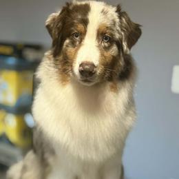 Maeve - Australian Shepherd
